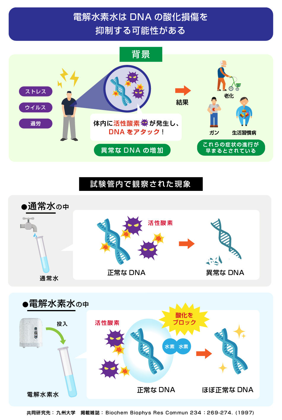 電解還元水の活性酸素の消去及びdnaの酸化損傷からの保護作用 電解