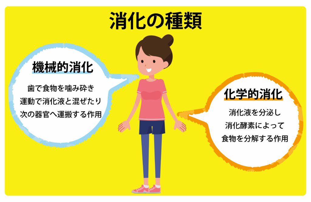 消化とは 健康のために知りたい消化の仕組み 水と健康の情報メディア トリム ミズラボ 日本トリム