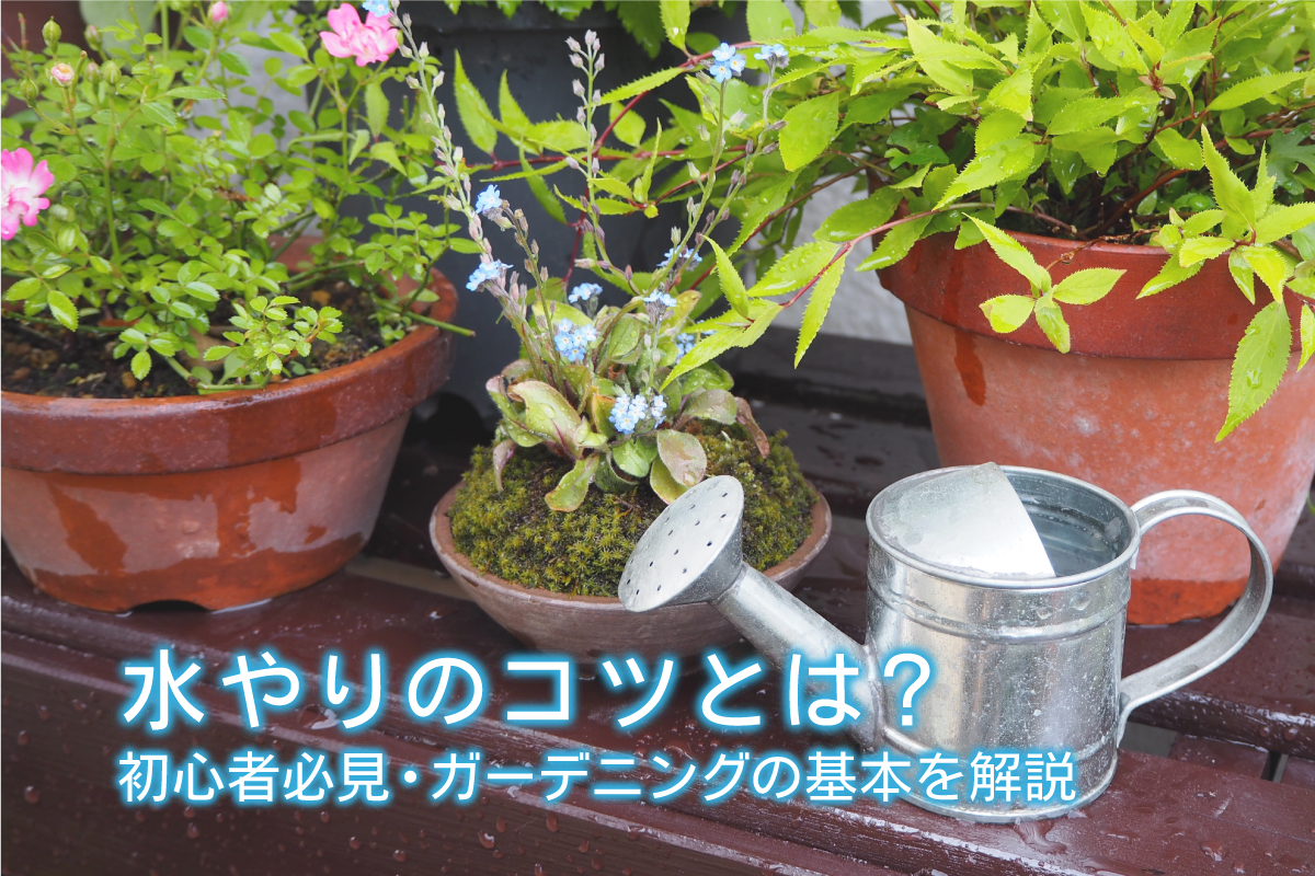 水やりのコツとは 初心者必見 ガーデニングの基本を解説 水と健康の情報メディア トリム ミズラボ 日本トリム