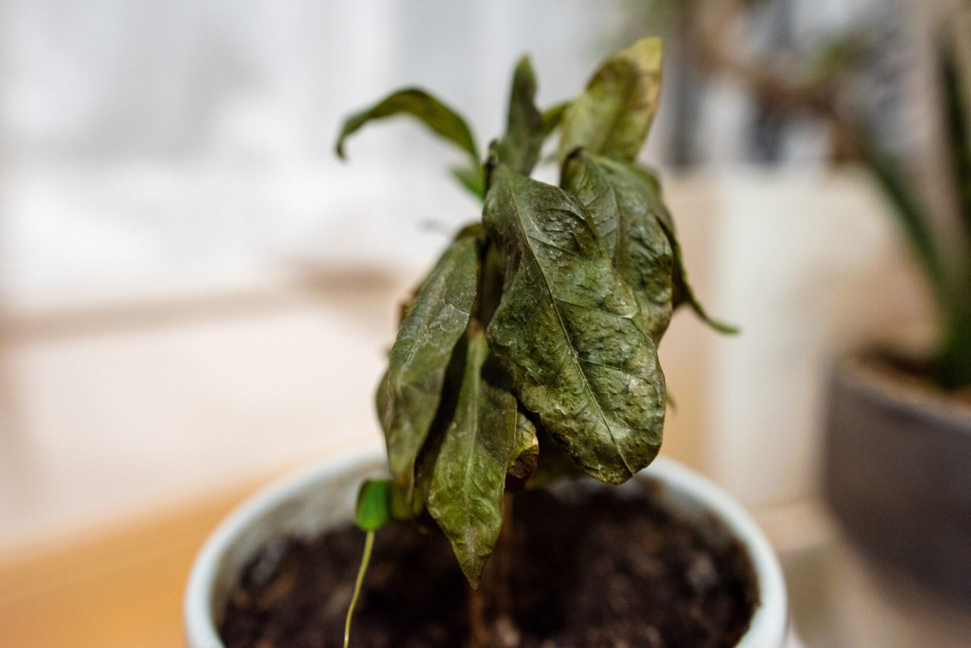 根腐れした鉢植え