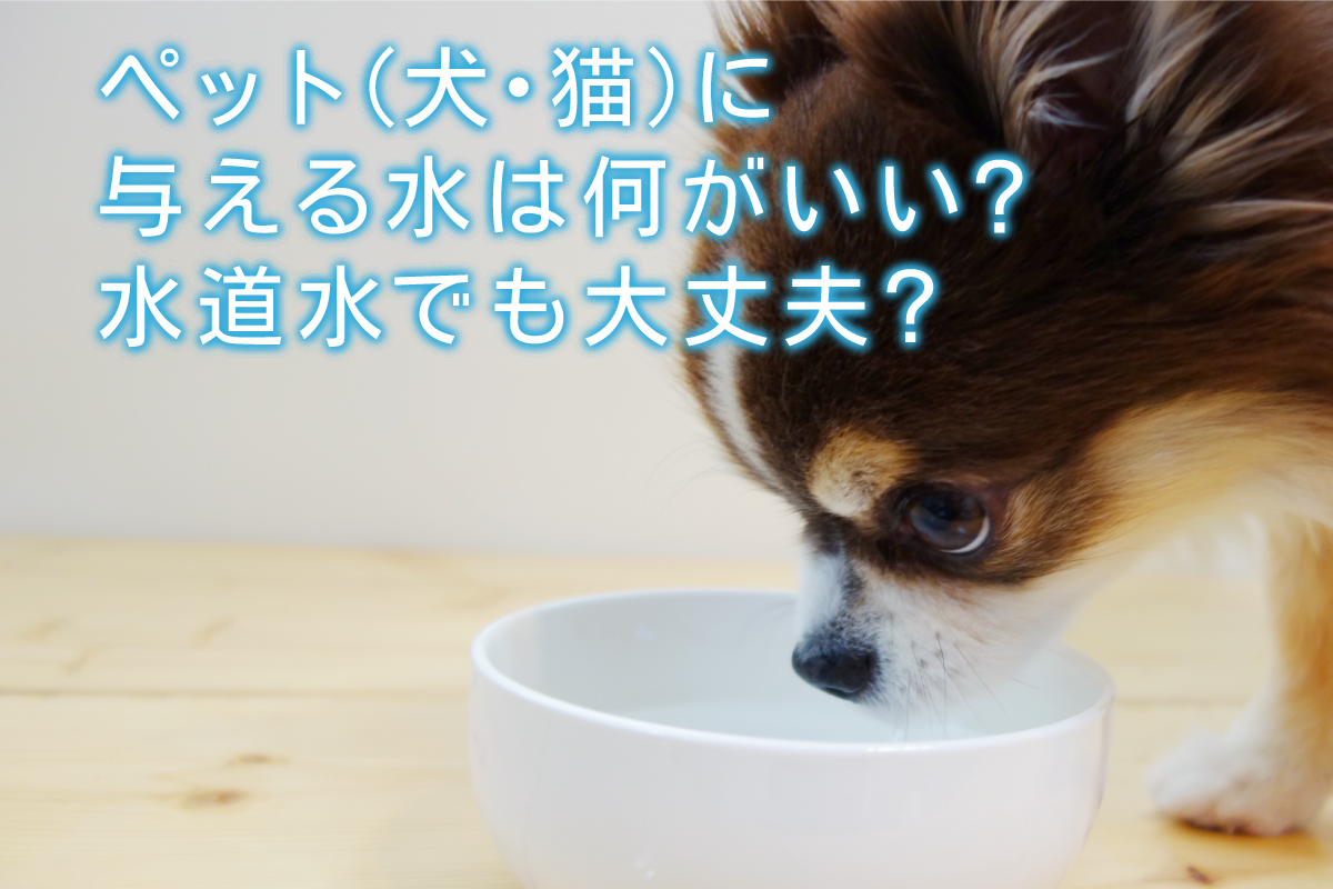 猫の飲み水は何が良い？