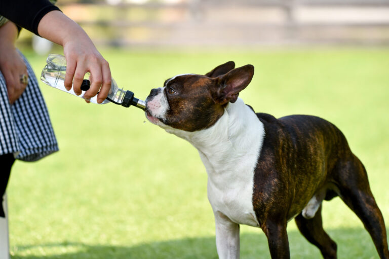自宅で子犬に水分を与える方法