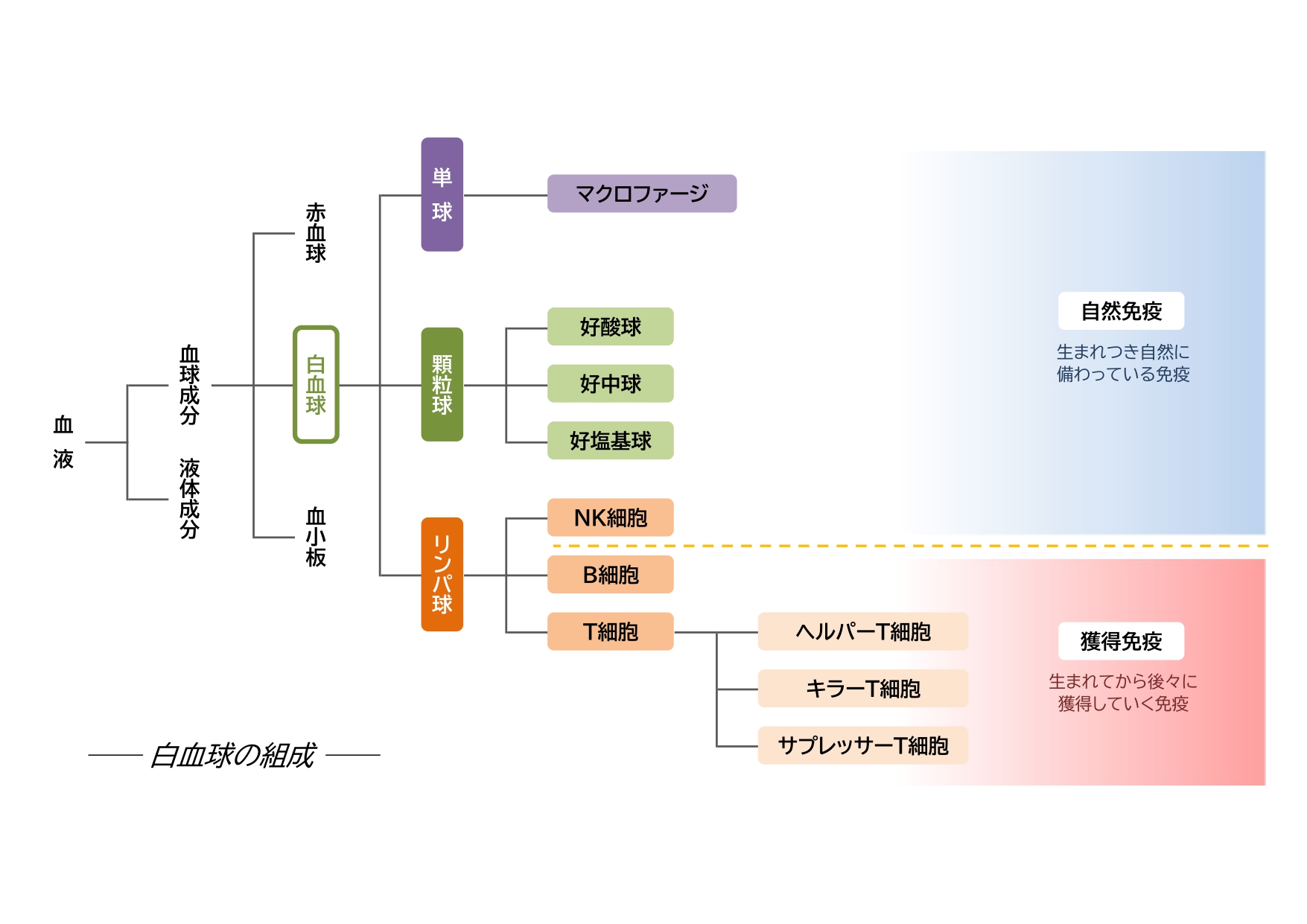 白血球の組成