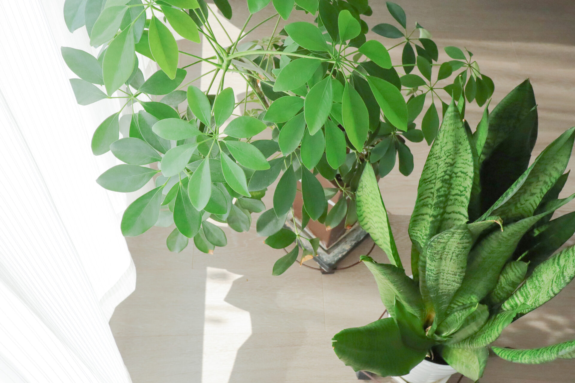 観葉植物のケア