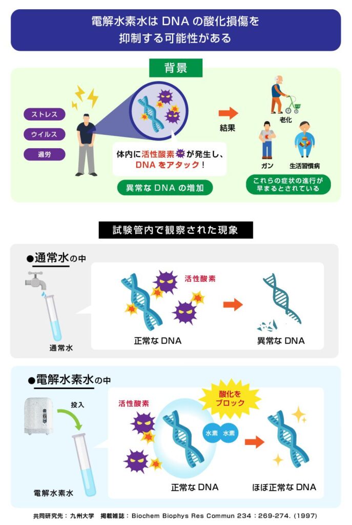 電解還元水の活性酸素の消去及びDNAの酸化損傷からの保護作用