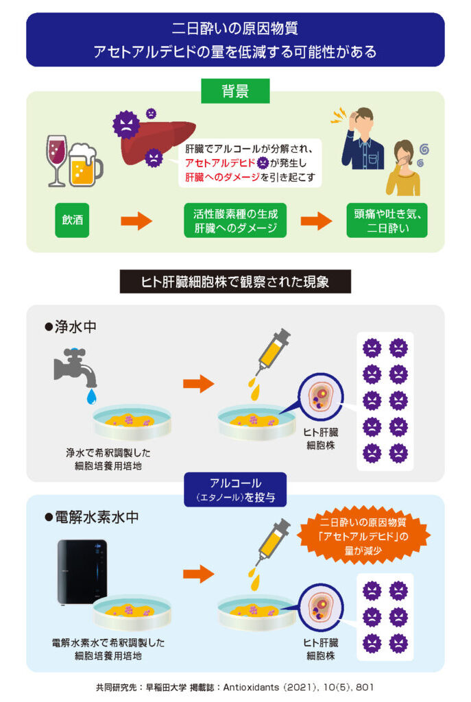 「電解水素水」がアルコールによる肝細胞傷害を軽減するメカニズムを解明（科学誌「Antioxidants」に掲載）