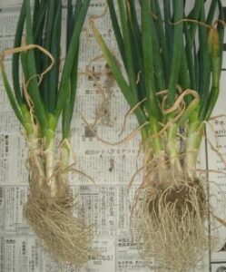 水道水で育てた青ネギより電解水素水で育てたものの方が太く育っている様子